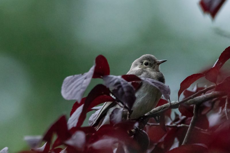 Bergeronnette grise juvénile